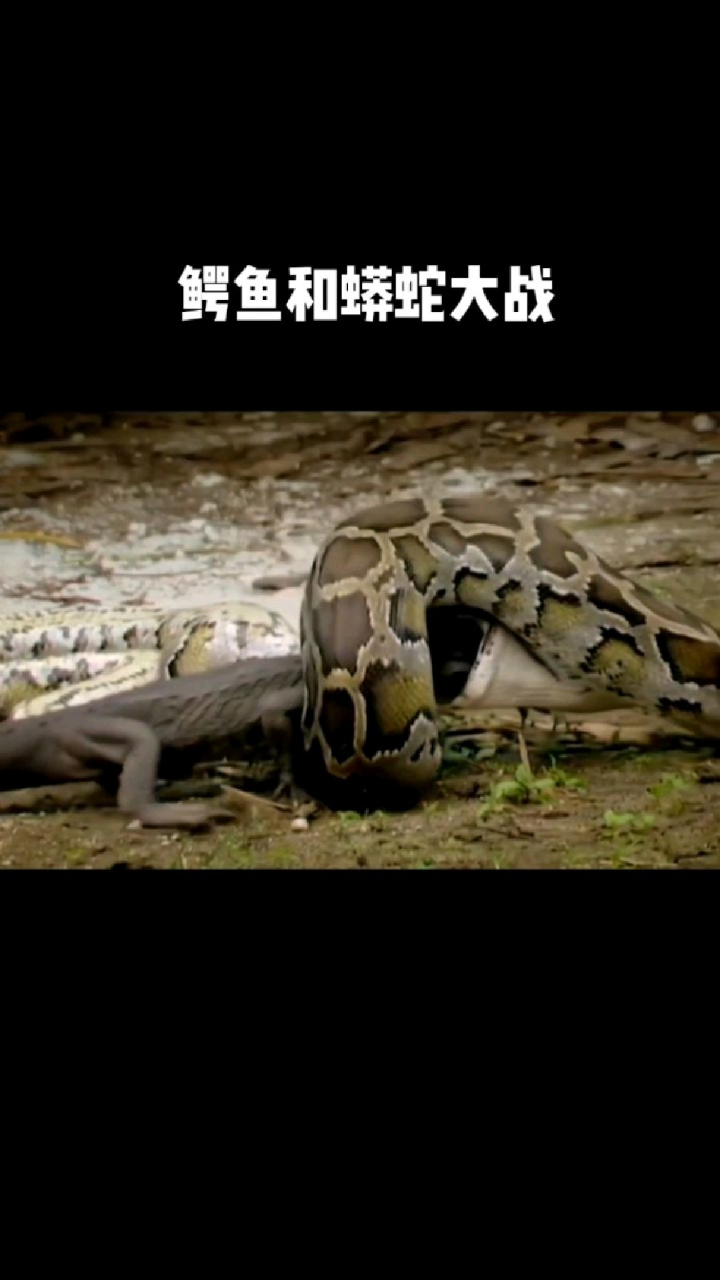 鳄鱼和蟒蛇大战!