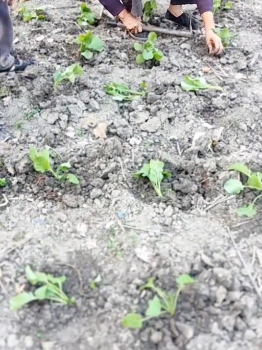 油菜病害全防治,根肿病 霜霉病 菌核病,油菜一年打药七八次