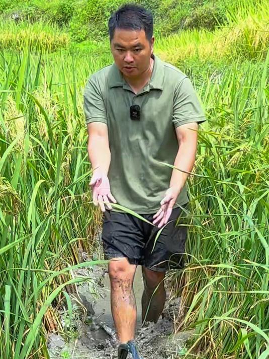 今天放水捉自己养的稻花鱼，虽然只放了10斤鱼苗，但是收获翻倍了