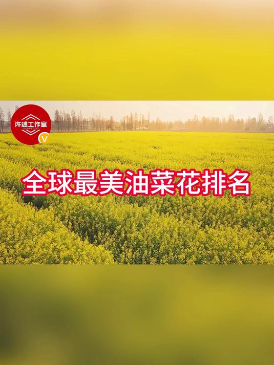 全球最美油菜花排名