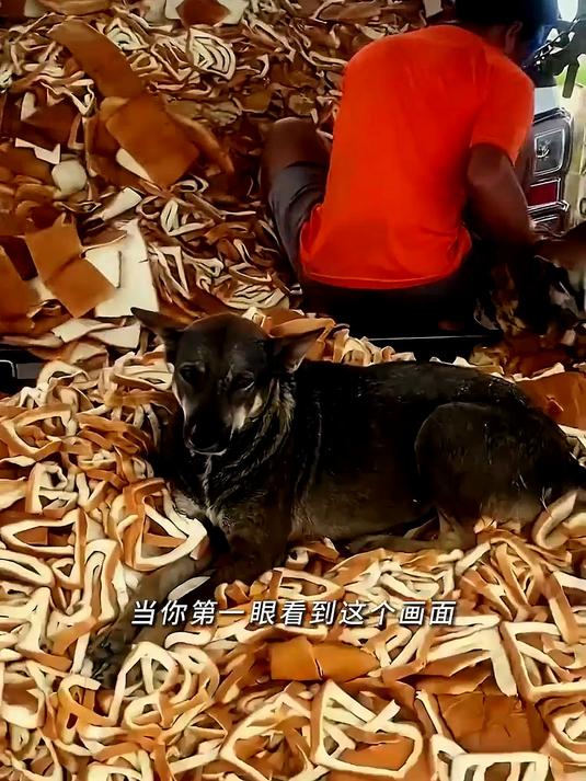 属于流浪狗的面包自助餐