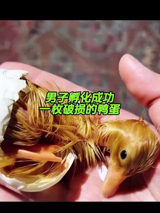 鸭妈妈弄破了鸭蛋,男子却成功把它孵化成了小鸭子