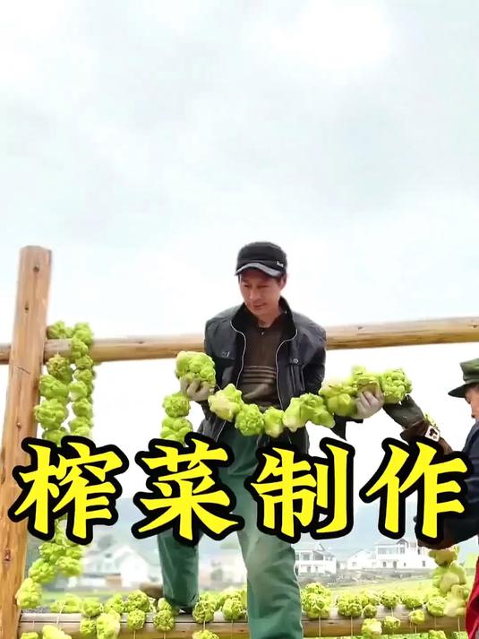 原来这就是榨菜原材料青菜头的丰收盛景