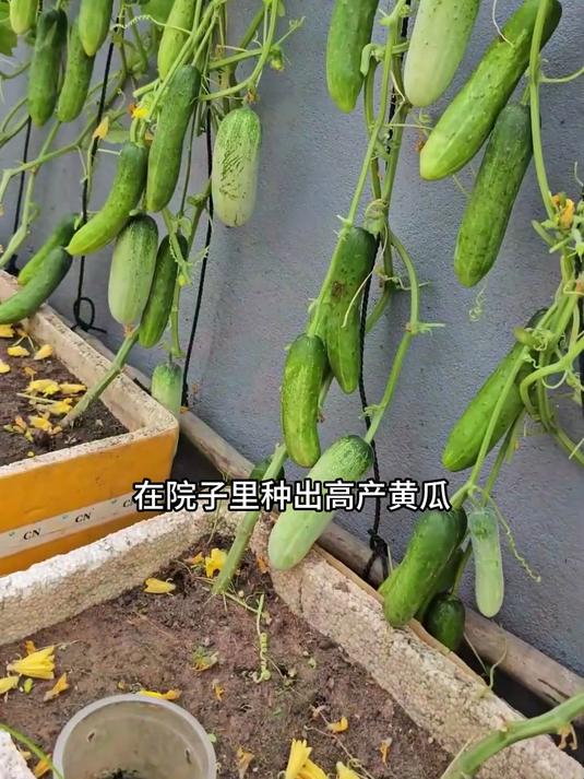 如何在院子里种出高产黄瓜,简单几步教会你