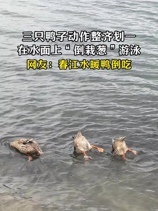 三只鸭子动作整齐划一,在水面上“倒栽葱”游泳