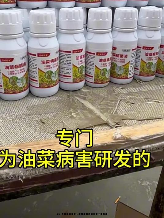 11 月油菜病害多,霜霉病根肿病咋防?看这里