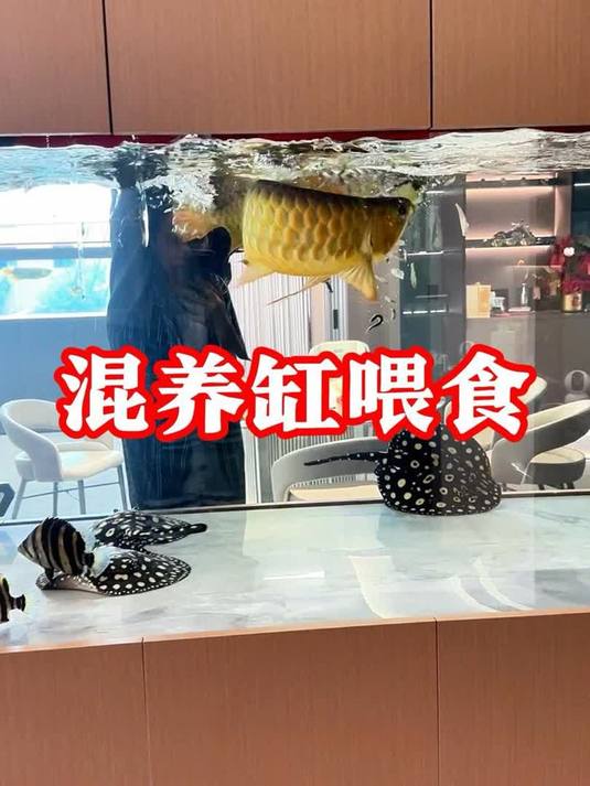还是龙鱼吃食猛,刚来的虎鱼估计还要个几天