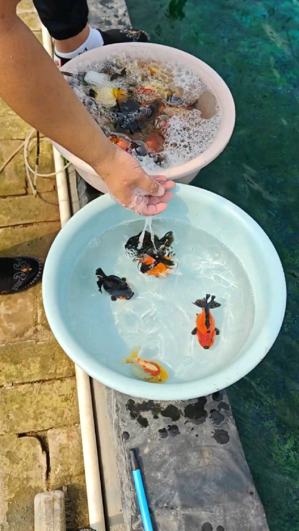 玛丽泰狮金鱼,冷水观赏鱼