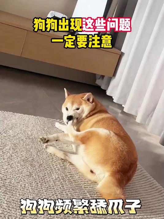 鲨鱼软骨素葡萄糖胺关节宝 缓解犬髋关节疼痛 大型犬老年犬软胶囊
