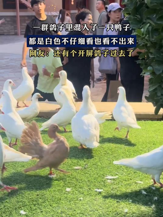 一群鸽子里混入了一只鸭子，都是白色不仔细看也看不出来