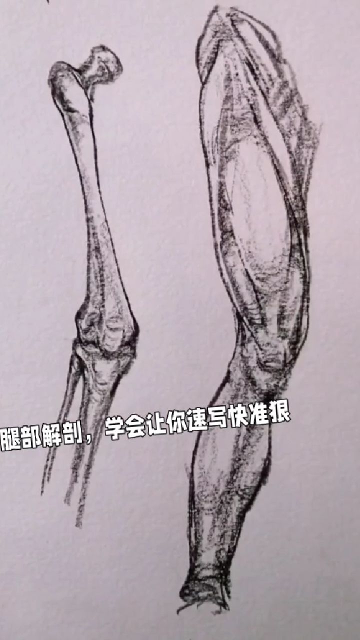 腿部肌肉组织解剖