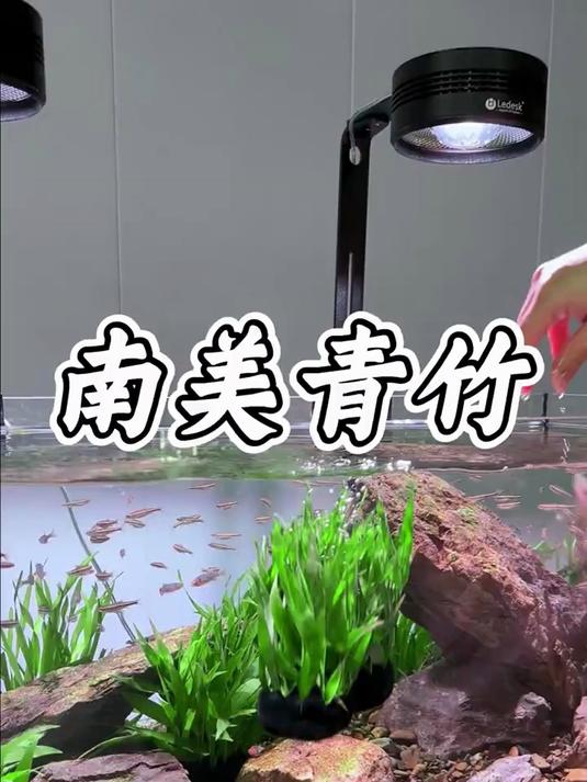 一簇青竹点缀鱼缸,水景瞬间鲜活好看#养鱼##鱼缸造景##水草造景#