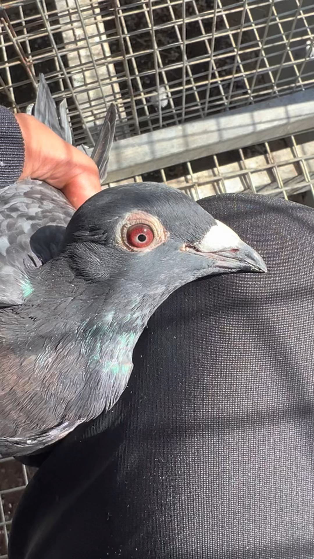 鱼鳞紫罗兰,漂亮不漂亮!