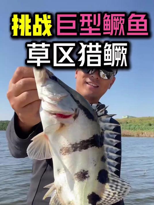 挑战巨型鳜鱼,草区猎鲡