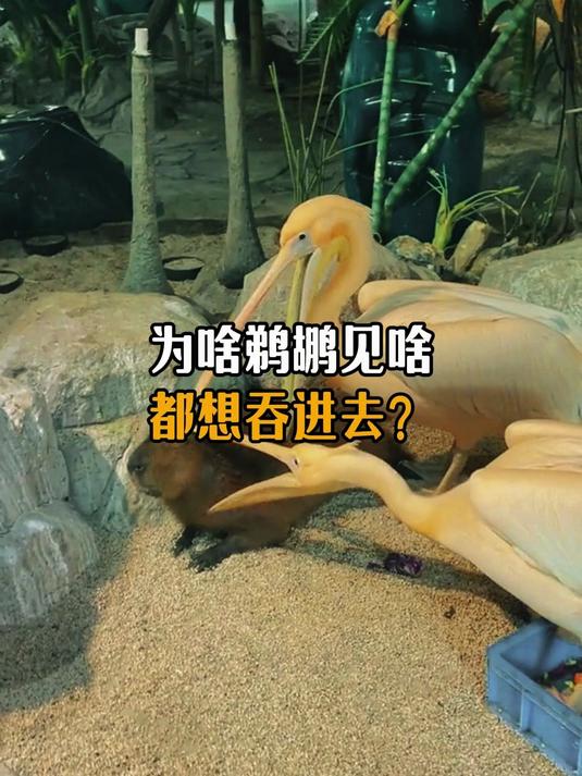 为啥鹈鹕看见啥都想吞进去？