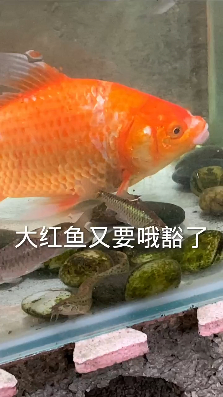 红鲫鱼又领盒饭了