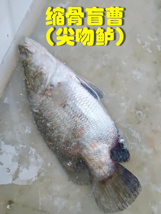 武大郎盲曹:缩骨大头鱼好吃,但我不喜