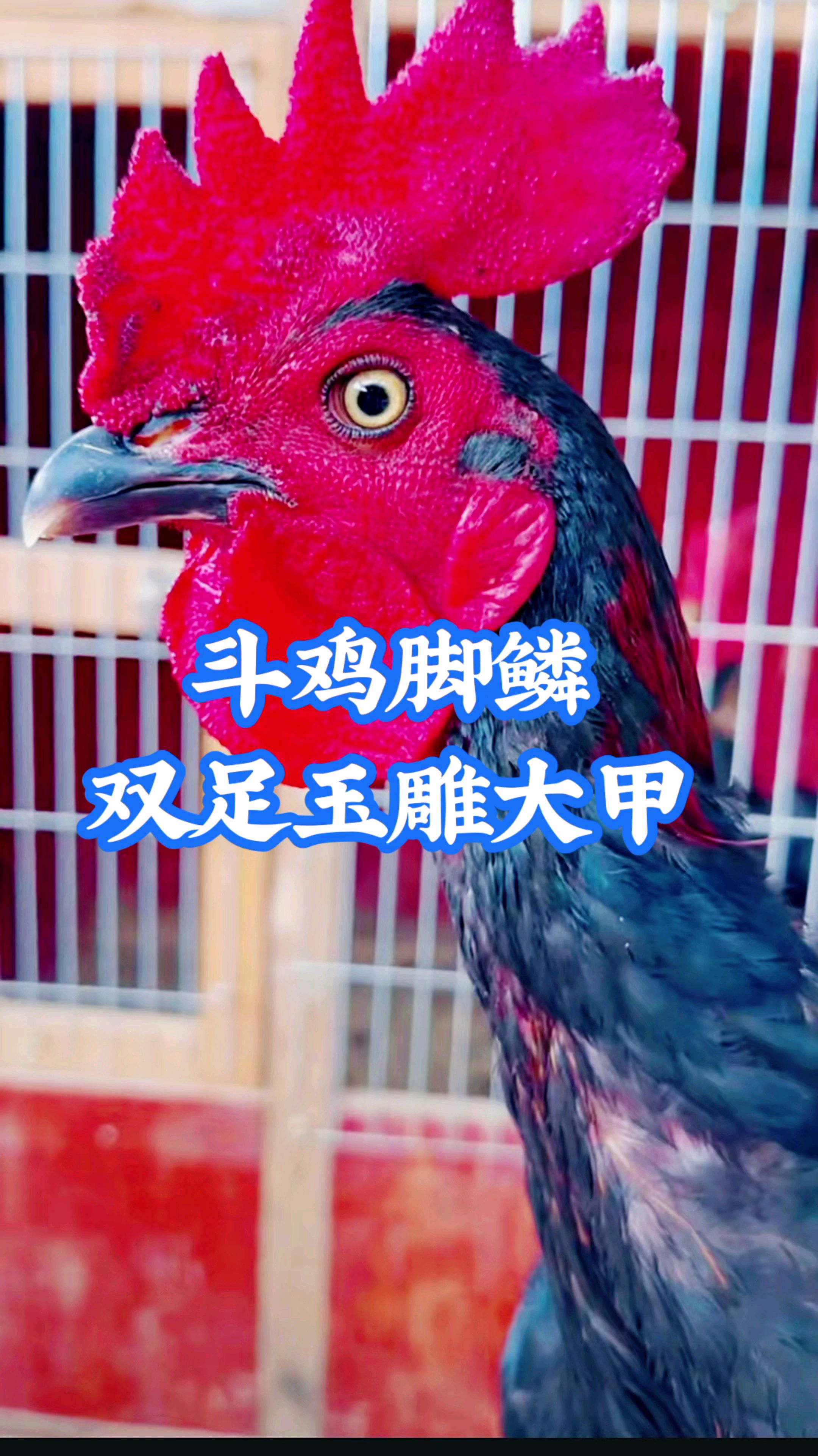 越泰斗鸡养殖技术