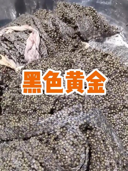 注意看工人剖鱼取籽!珍贵鱼子酱背后,鱼的命运究竟如何?