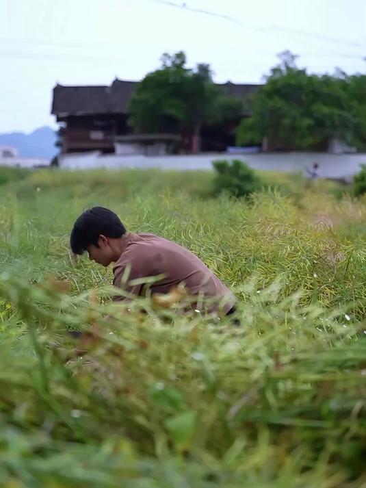 一株油菜上有多少粒油菜籽，一斤油菜籽又可以榨多少油？