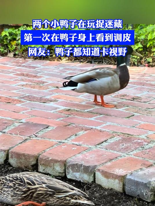 两个小鸭子在玩捉迷藏，第一次在鸭子身上看到调皮