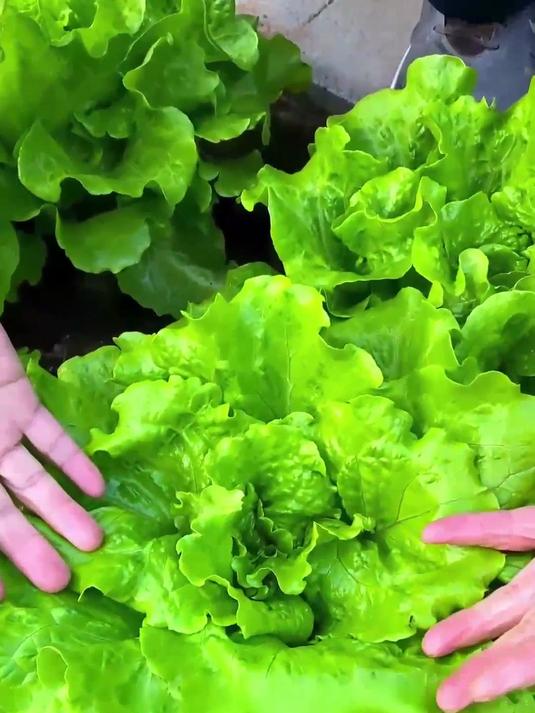 新手易种意生菜籽入门首选