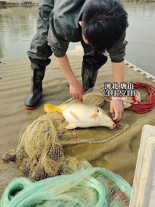男子跟朋友收网发现一条大肚鱼,“他们二话没说就给它放生了”