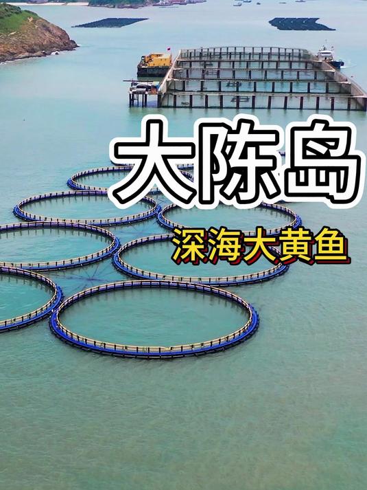 大陈黄鱼 只养精品的中国东海大黄鱼之都