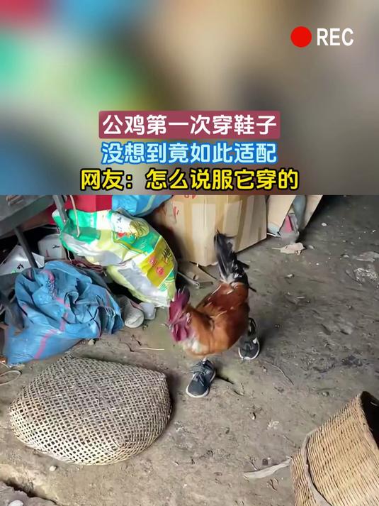 公鸡第一次穿鞋子,没想到竟如此适配,网友:怎么说服它穿的