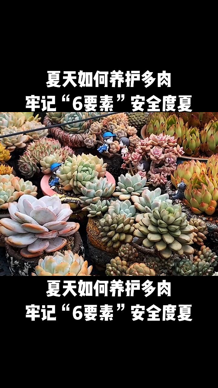夏天养护多肉,记住“6大要素”