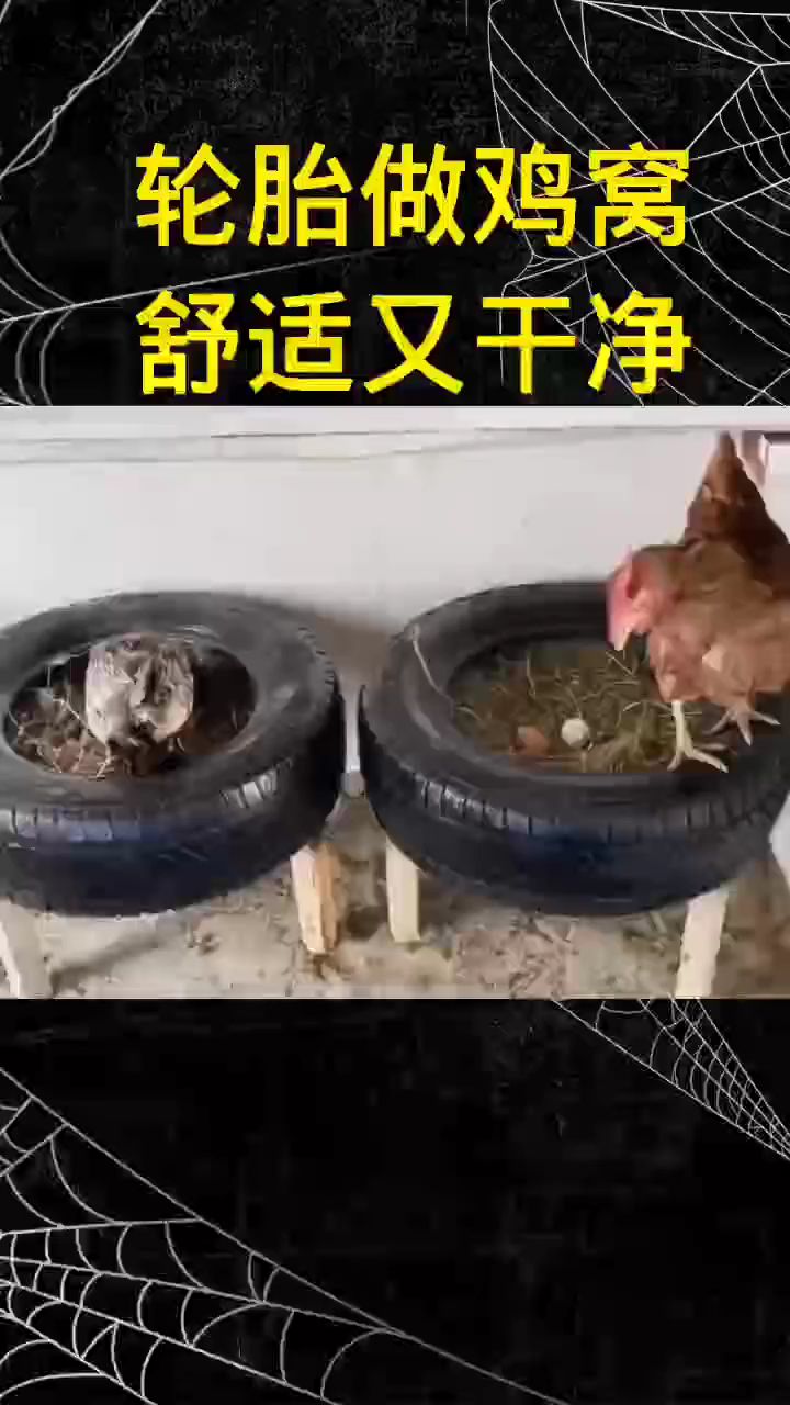 轮胎做鸡窝,舒适干净