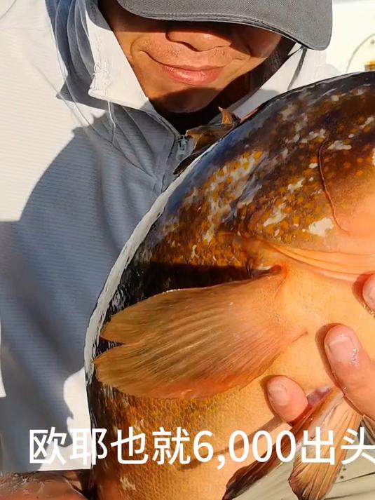 仅仅一条就能顶一个月的工资,这就是深海红斑的魅力