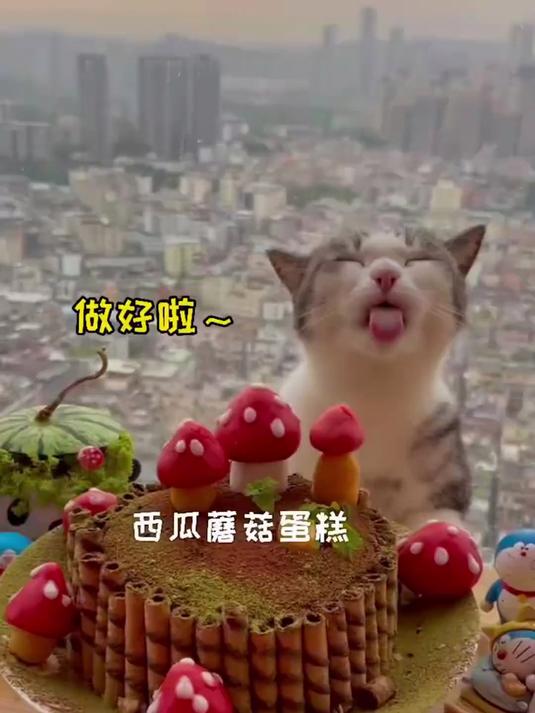 猫咪用西瓜做红伞伞白杆杆蛋糕，要来一份吗？