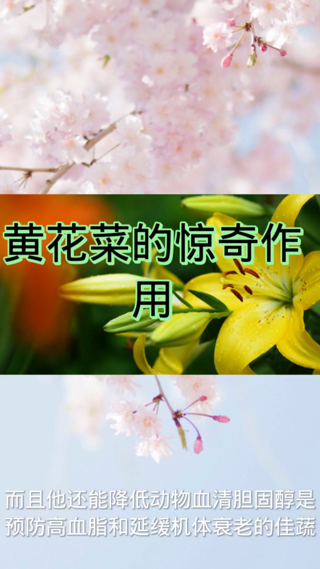 黄花菜惊奇的作用