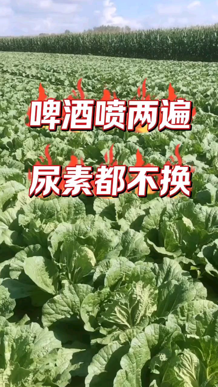 用它喷两遍尿素都不换,不管白菜是黄苗还是弱苗,一喷就绿萝卜白菜,各种蔬菜都能使用