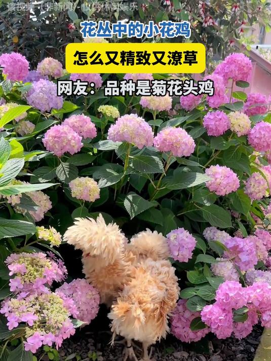 花丛中的小花鸡,怎么又精致又潦草?网友:品种是菊花头鸡