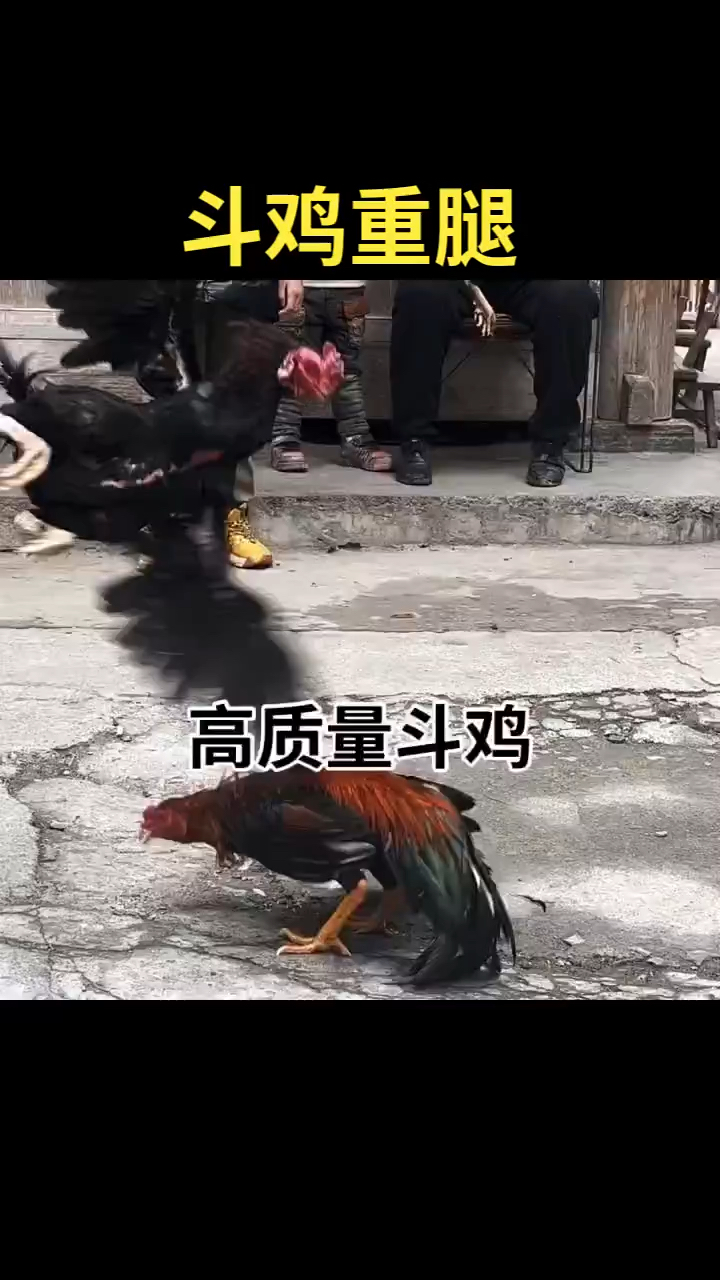 欣赏一下斗鸡重腿