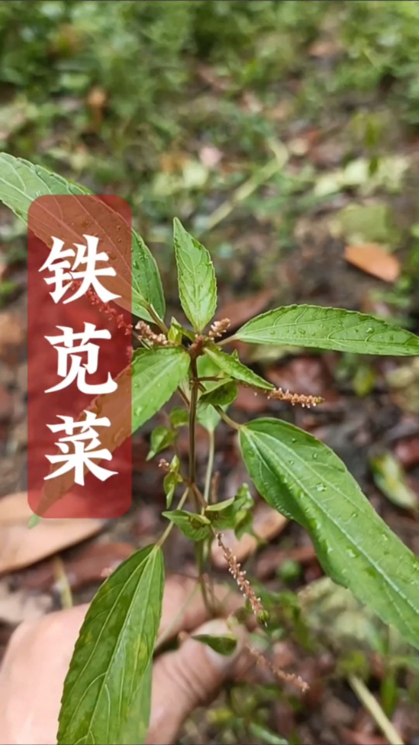 铁苋菜小时候经常看到,现在越来越少,见到可别错过了