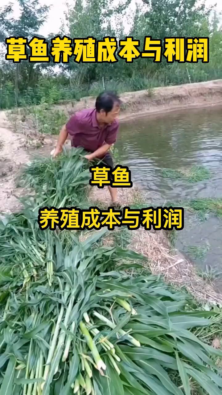 草鱼的养殖成本与利润是多少