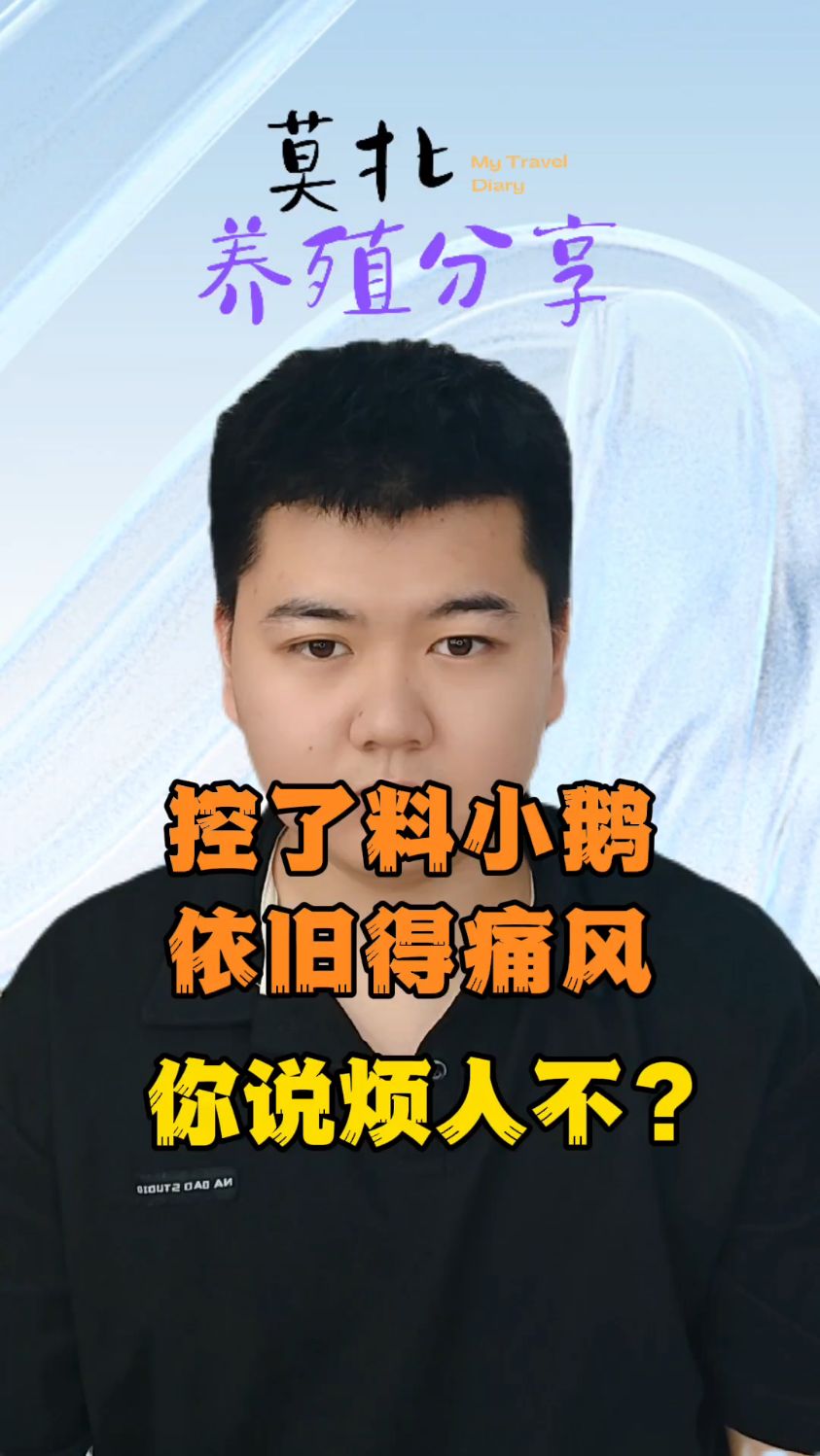 鹅为什么容易得痛风引起鹅痛风的原因小鹅痛风什么症状小鹅痛风症状及前兆 #养鹅技术