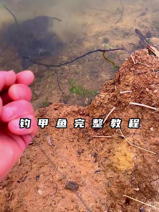 今天给大家出一个钓甲鱼的完整教程
