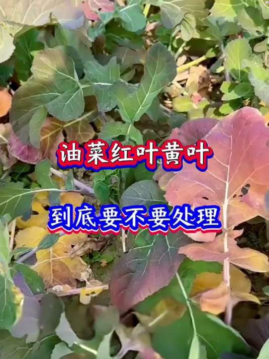 油菜红叶黄叶咋处理?烂苗烂根喷它!叶片浓绿厚