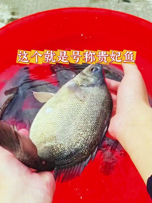 澳大利亚四大国宝鱼之一