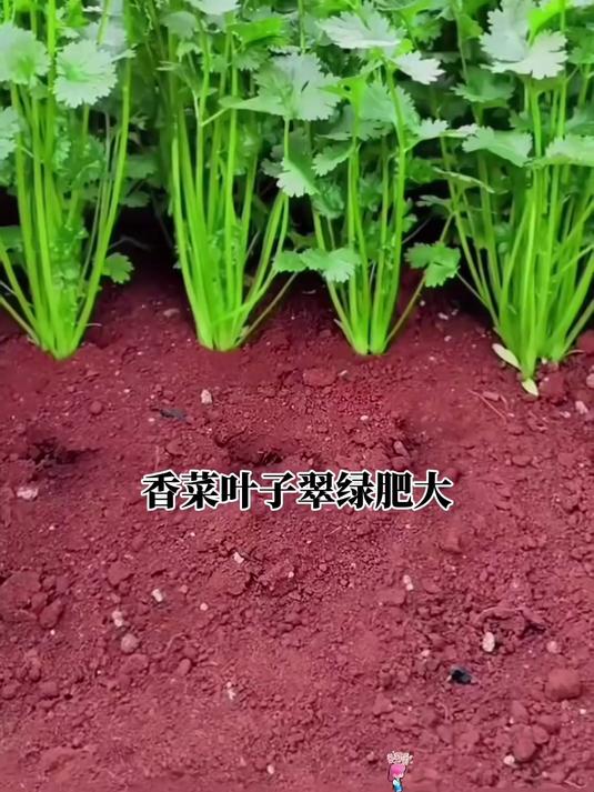 惊艳味蕾小叶香菜种,厨房好帮手