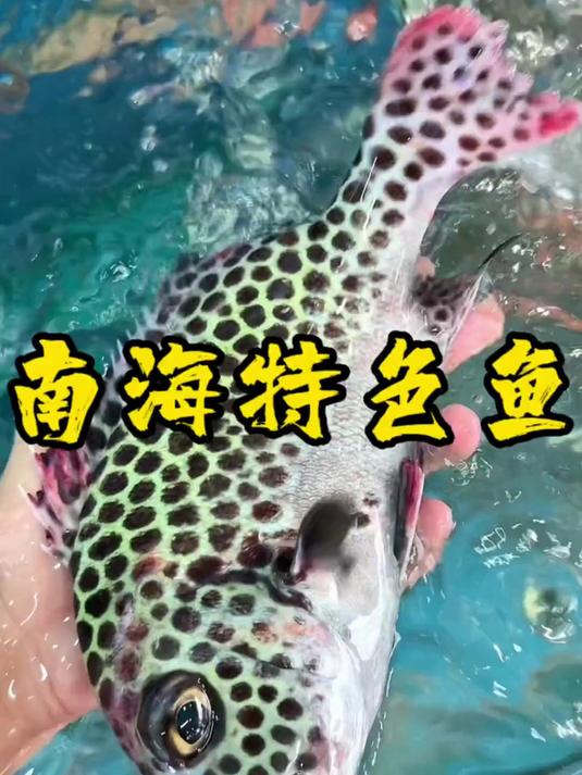 这些都是南海特色野生海鲜,味道都非常棒
