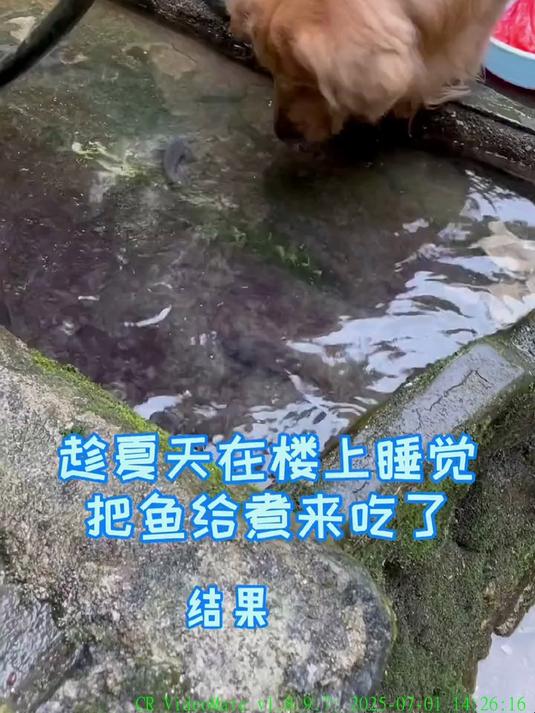 趁夏天狗子在睡觉偷偷把鱼煮来吃了结果……萌宠出道计划 金毛