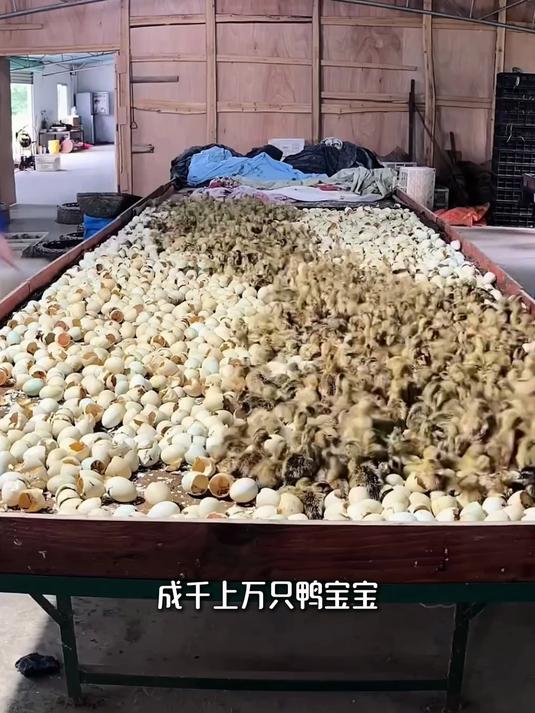 现代化鸭蛋孵化全流程