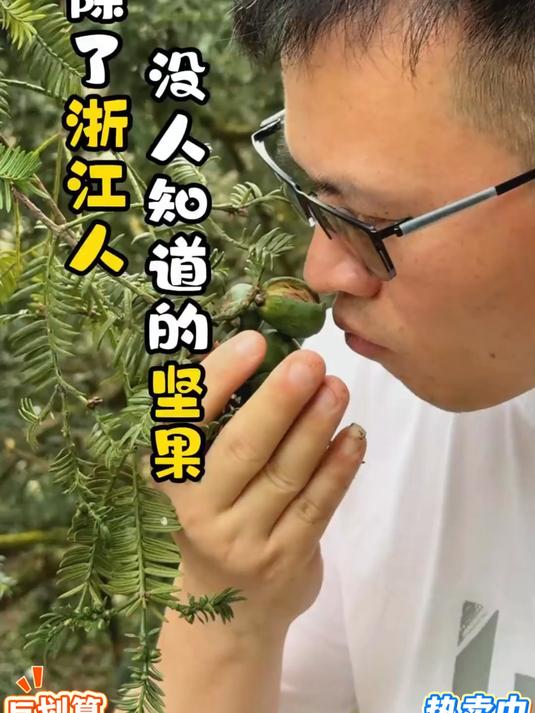 香榧又被称为坚果界的爱马仕香榧果子可以拿盐翻炒吃起来又香又脆
