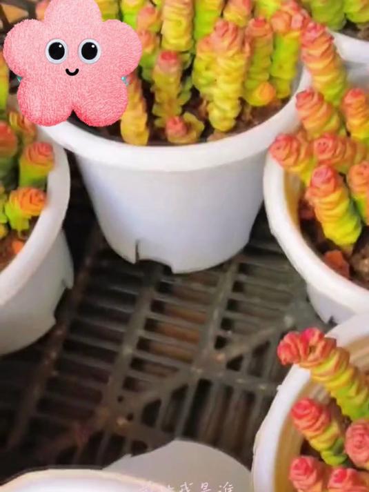 钱串子叶驱蚊小能手,卧室摆放安心睡,净化空气还招财