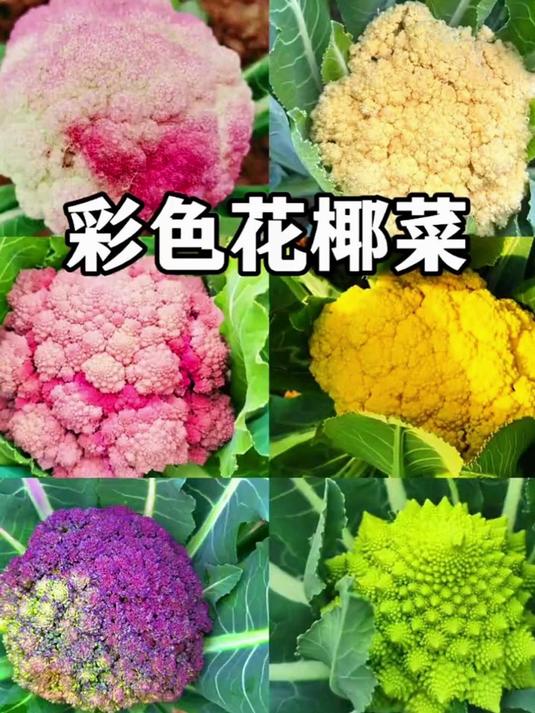 我们平时吃的花菜居然还有这么多种颜色,你知道在哪些
